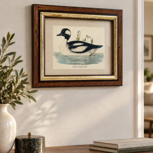 Obraz retro w drewnianej ramie Buffel Headed Duck